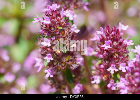 Little thyme purple flowers, Thymus serpyllum, floral background Stock Photo