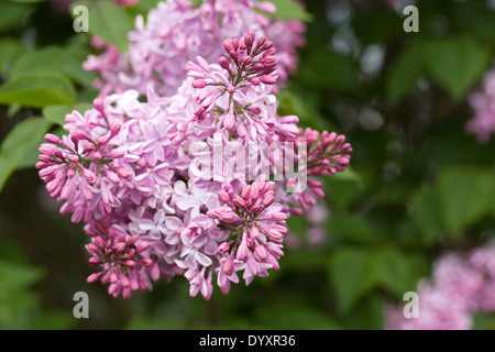 Syringa x Hyacinthiflora 'Buffon'. Lilac flowers. Stock Photo