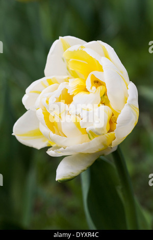 Tulipa 'Flaming Evita'. Double early tulip. Stock Photo