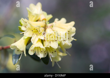 Yellow Rhododendron flowers in early Spring. Stock Photo