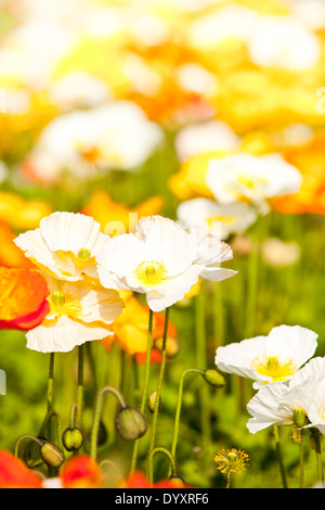 Papaver alpinum or Alpine poppy Stock Photo