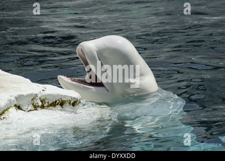 Beluga Whale Sea World San Diego Stock Photo