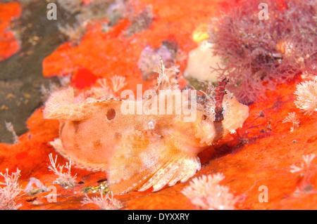 Sailfin sculpin (Nautichthys oculofasciatus, Girard). Japan sea, Far East, Primorsky Krai, Russian Federation Stock Photo