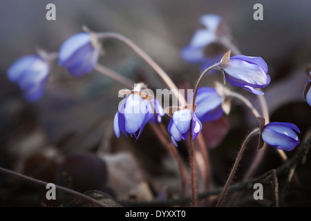 Blue Hepatica flowers in the spring forest. Macro photo Stock Photo