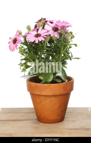 Flowering osteospermum plant in a terracotta pot on a wooden board against a white background Stock Photo