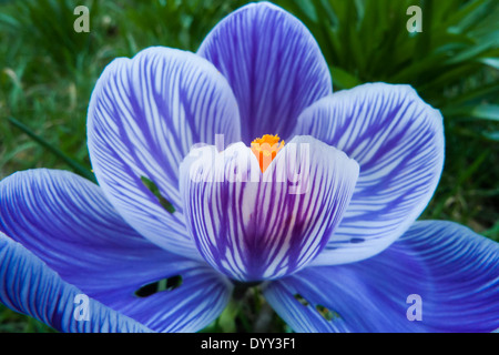 Kingston upon Thames, England. Blue crocus flower with orange stamens early morning spring light. Stock Photo
