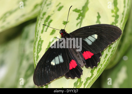 Male Pink Cattleheart or Transandean Cattleheart Butterfly (Parides iphidamas) posing on a leaf, wings open Stock Photo