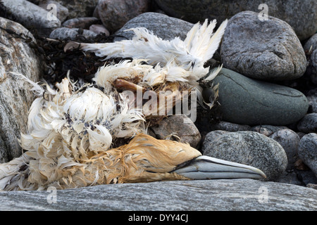 Dead Northern Gannet Morus bassanus Washed up on Beach UK Stock Photo