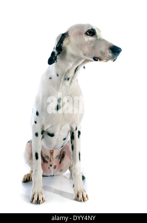 dalmatian dog in front of white background Stock Photo