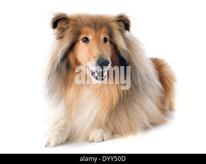 rough collie in front of white background Stock Photo