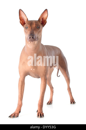 peruvian dog in front of white background Stock Photo