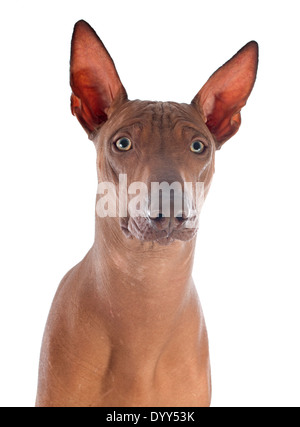 peruvian dog in front of white background Stock Photo