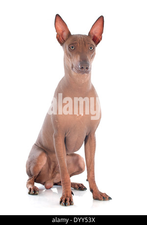 peruvian dog in front of white background Stock Photo