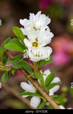 White spring flowers of Exochorda macrantha 'The Bride' Stock Photo