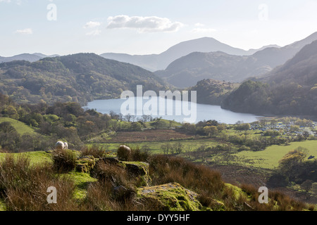 Sheep and Llyn Gwynant, Snowdonia National Park, Wales, UK Stock Photo