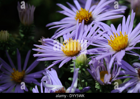 Fall aster Stock Photo