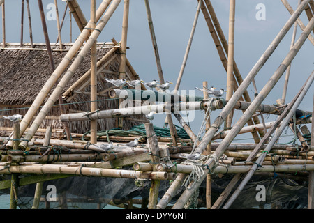 Greater crested terns (Sterna bergii) on a  fishing platform, Ujung Kulon National Park, West Java, Indonesia Stock Photo