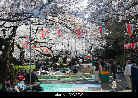 Cherry blossoms in full bloom at Yoyogi Park, Tokyo, Japan Stock Photo