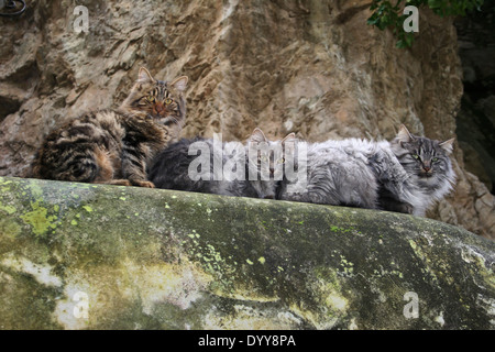 Three cats on a stone wall in Amalfi Stock Photo