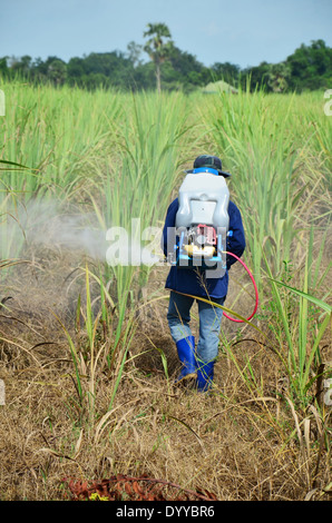 Farmer Spraying Herbicide On Sugarcane Field Stock Photo Alamy