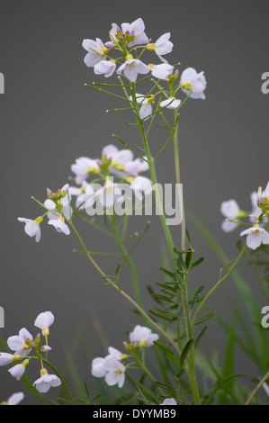 cuckooflower ladys smock flower cardamine pratensis Stock Photo