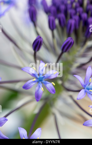 Scilla hughii flowers and buds Stock Photo
