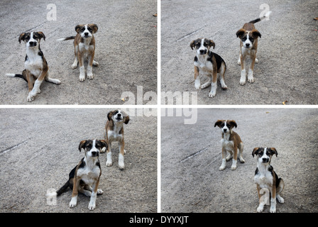 Puppies Collage Stock Photo