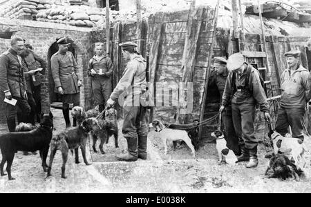 Dogs in a German position in Flanders, 1916 Stock Photo