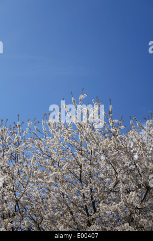 A cherry tree in full bloom in spring. This is prunus avium, also called wild cherry, sweet cherry, bird cherry or gean - UK Stock Photo