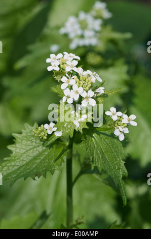 Garlic mustard, Alliaria petiolata - white flowers and young leaves. Stock Photo