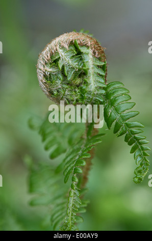 Unfurling new leaf of Lady Fern - Athyrium filix-femina Stock Photo