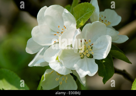 Detailed close up of white apple blossom flower Stock Photo