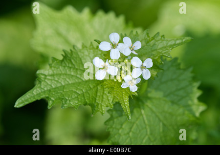 Garlic mustard, Alliaria petiolata -white flowers and young leaves from above. Stock Photo