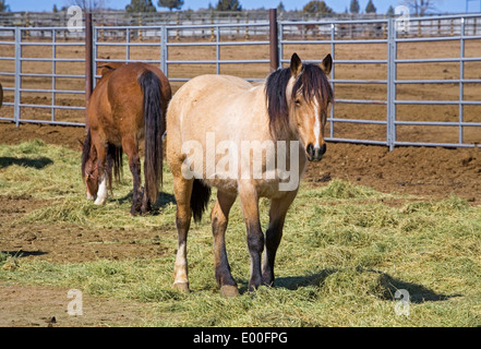 Wild Horses, Bureau of Land Management, Wild Horse Range, Rock Springs ...