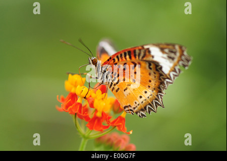 A Lacewing butterfly feeding on flowers