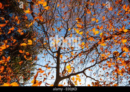 Autumn beech leaves (Fagus Sylvatica) in Aberdeenshire in Scotland Stock Photo