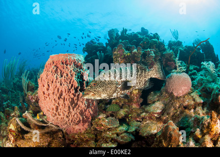 Tiger Grouper (Mycteroperca tigris) resting in front of a Giant Barrel Sponge (Xestospongia muta) Stock Photo