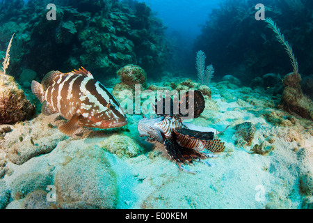 Nassau Grouper (Epinephelus striatus) eating a freshly speared and dead Red Lionfish (Pterois volitans) Stock Photo