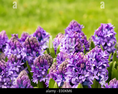 A Garden Of Purple Hyacinth As Closeup Stock Photo