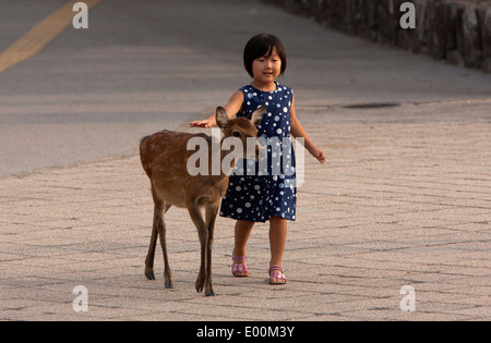 Sitka deers roam free in the island of Itsukushima in the western part of the Inland Sea of Japan, northwest of Hiroshima Bay. Stock Photo