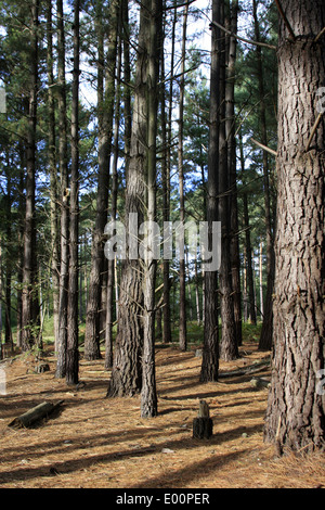 Autumn in the Bourne Woods, near Farnham in Surrey, England Stock Photo