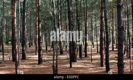 Autumn in the Bourne Woods, near Farnham in Surrey, England Stock Photo