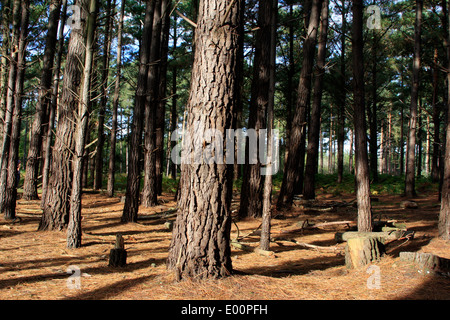 Autumn in the Bourne Woods, near Farnham in Surrey, England Stock Photo