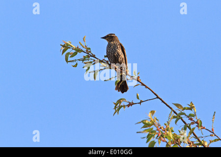 Female red-winged blackbird (Agelaius phoeniceus) at the top of a tree. Stock Photo