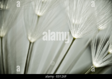 closeup detail of dandelion clock dispersal seeds seed umbrella white round head each seed umbrella pappus is 8mm across Stock Photo