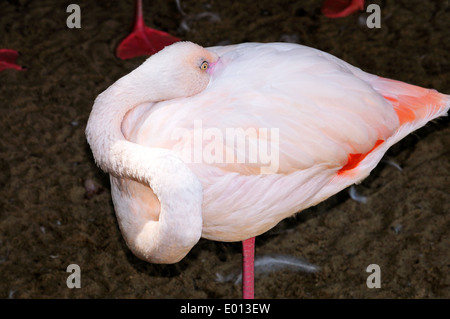 Greater Flamingo (Phoenicopterus Roseus). Stock Photo