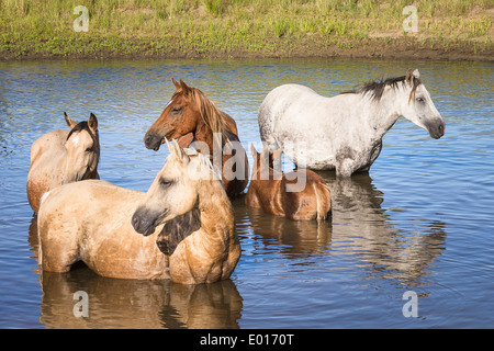 Nooitgedacht Pony. Palomino stallion with family cooling down in water. South Africa Stock Photo
