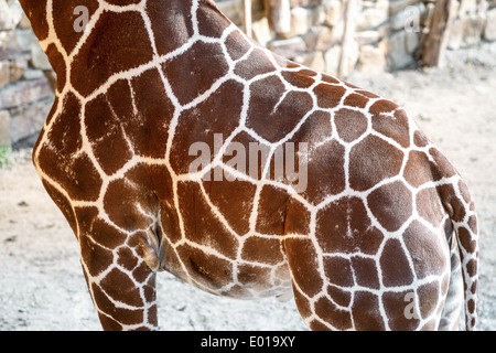 beautiful brown giraffe body skin texture with white lines Stock Photo