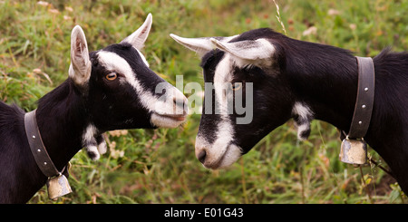 Grisons Striped Goat, Bundner Strahlenziege. Two goats head to head, Switzerland Stock Photo