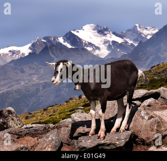 Grisons Striped Goat, Bundner Strahlenziege. Adult standing with snowy mountains in background. Switzerland Stock Photo